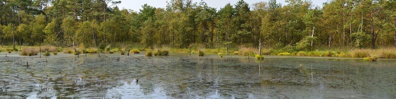 Why Conserving Wetlands is Crucial for a Healthy Planet